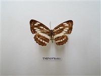 藏品(豆環蛺蝶)的圖片